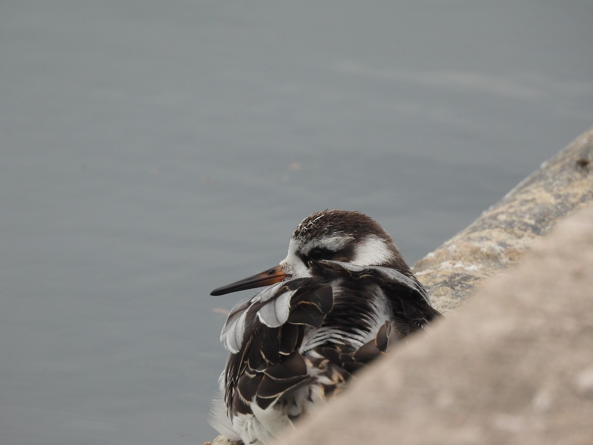 lyskonoh ploskozobý - ML642533905