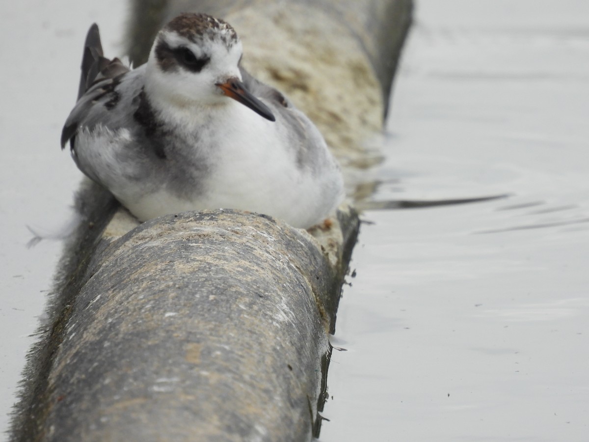 lyskonoh ploskozobý - ML642533913