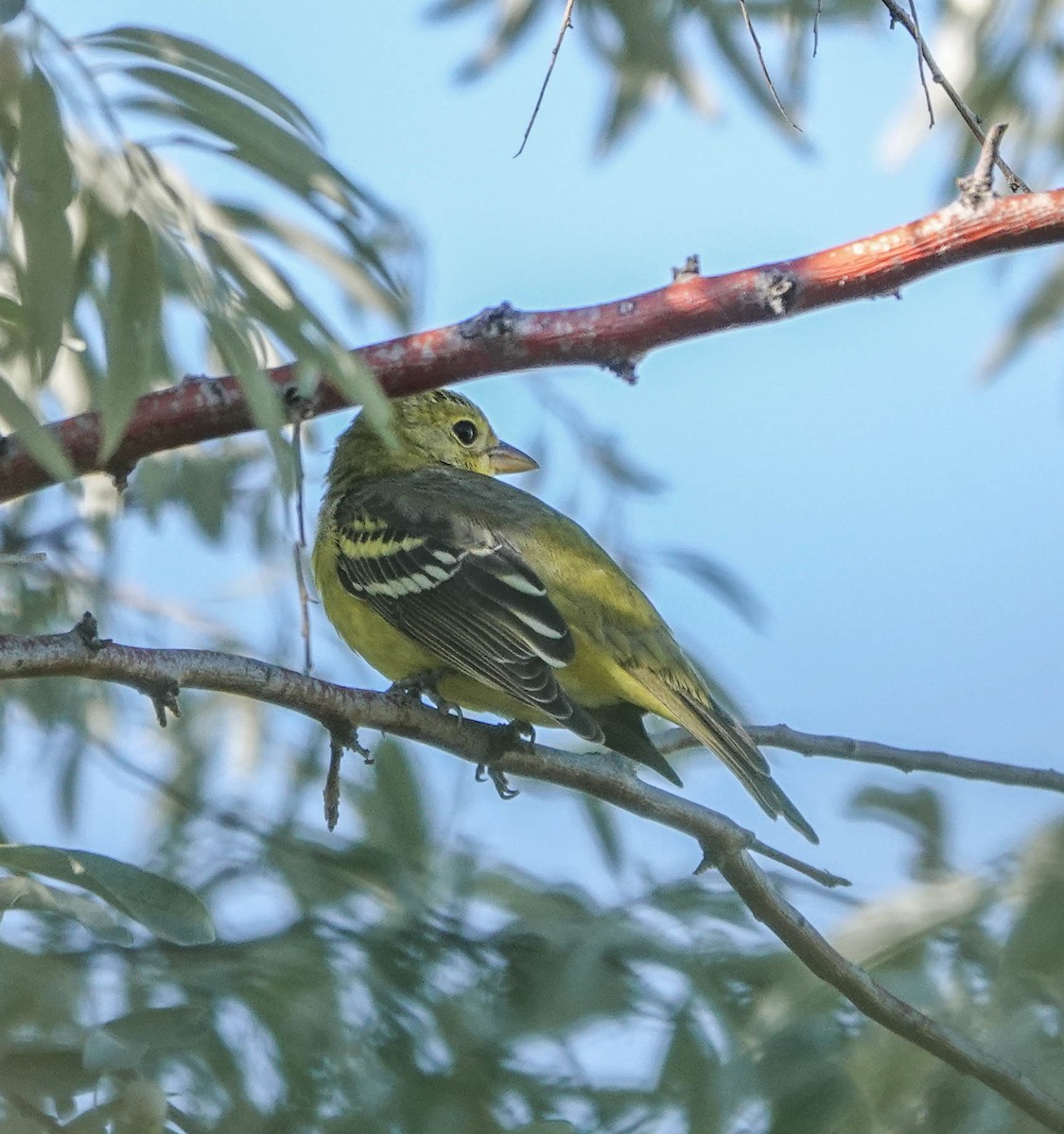 Western Tanager - ML642533917