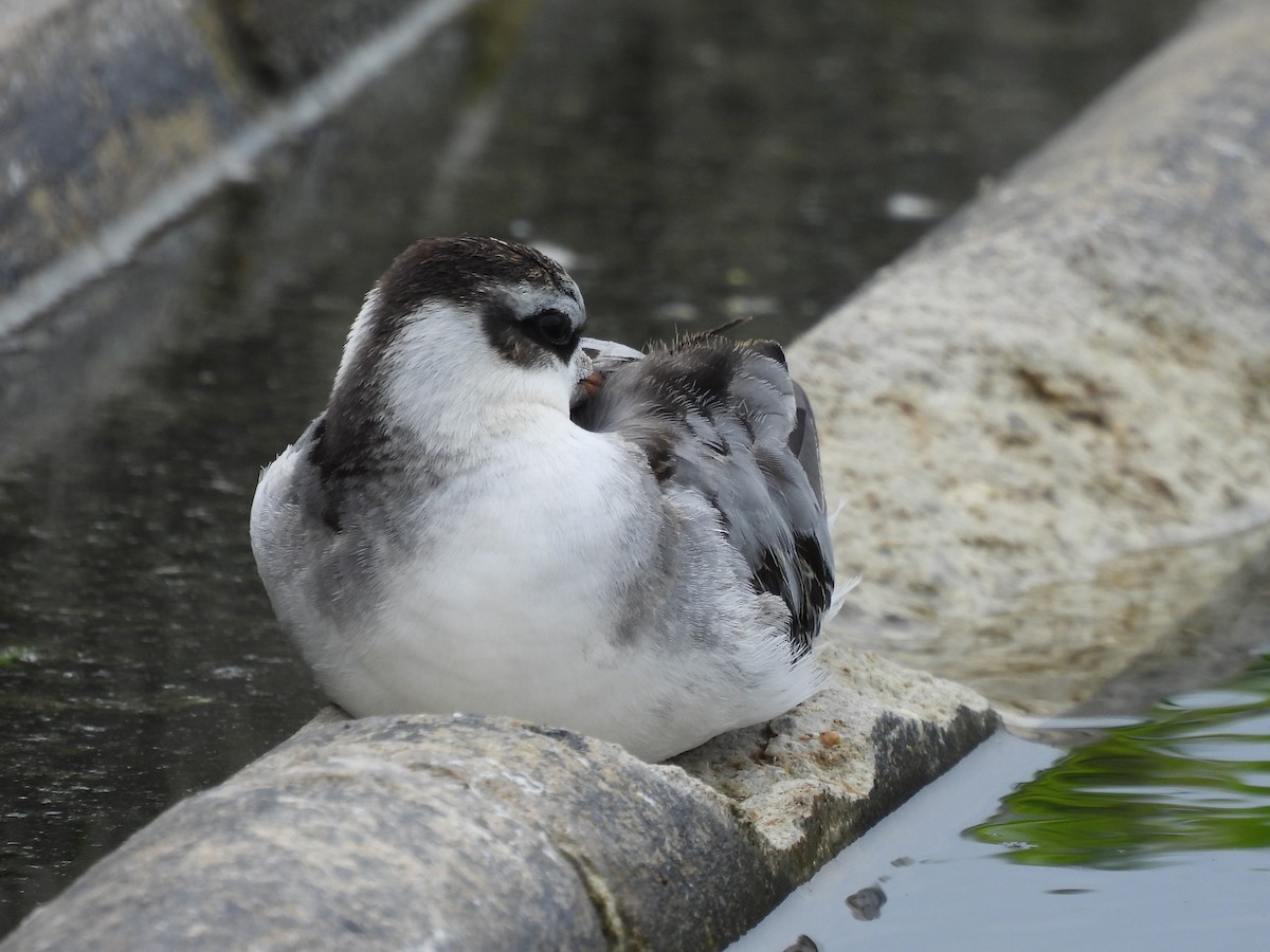 lyskonoh ploskozobý - ML642533921