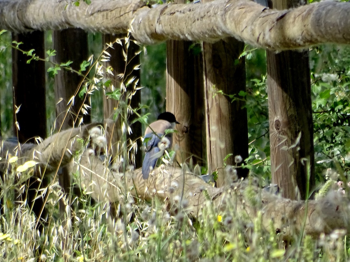 Iberian Magpie - ML642534001