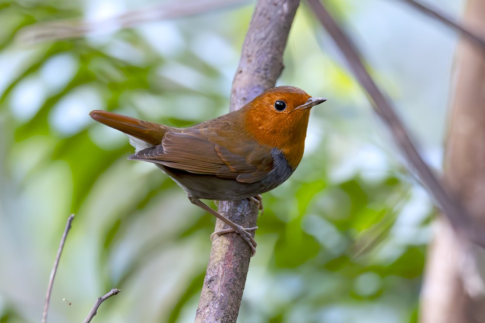 Japanese Robin - ML642534007