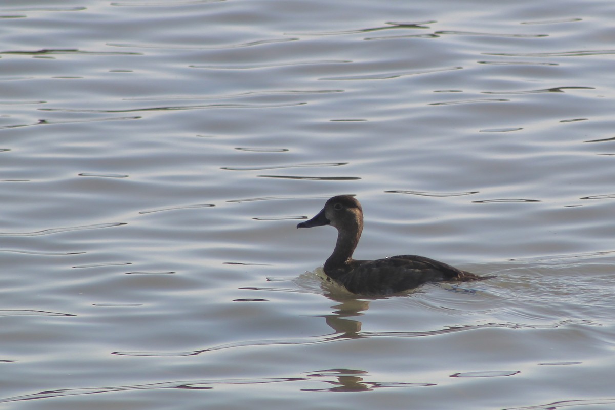 Redhead - ML642534019