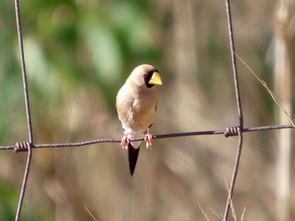 Masked Finch (Masked) - ML642534035