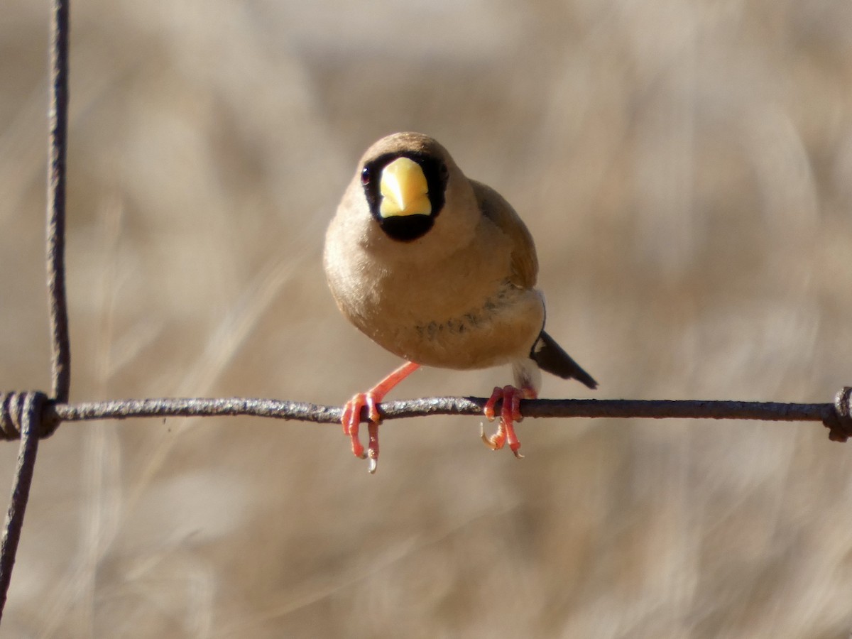 Masked Finch (Masked) - ML642534036