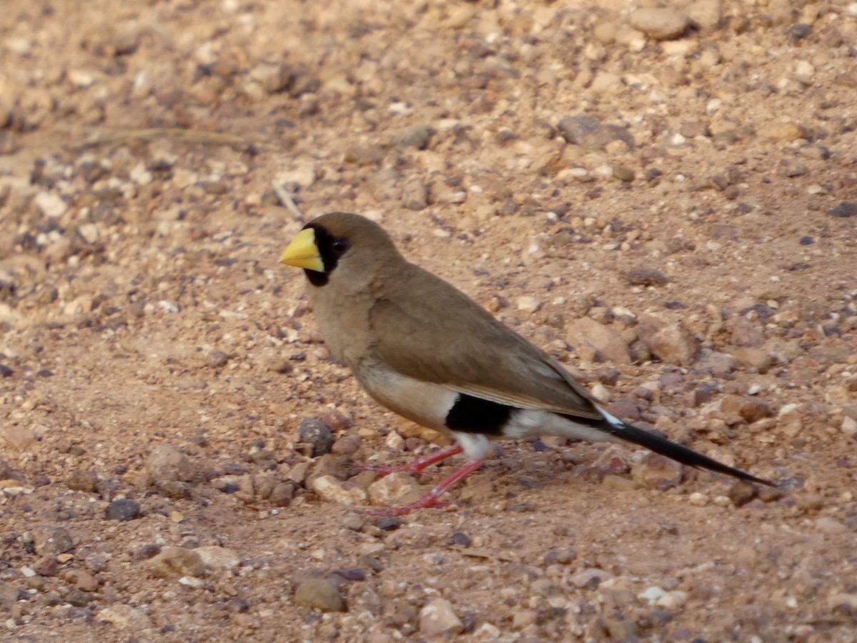 Masked Finch (Masked) - ML642534037