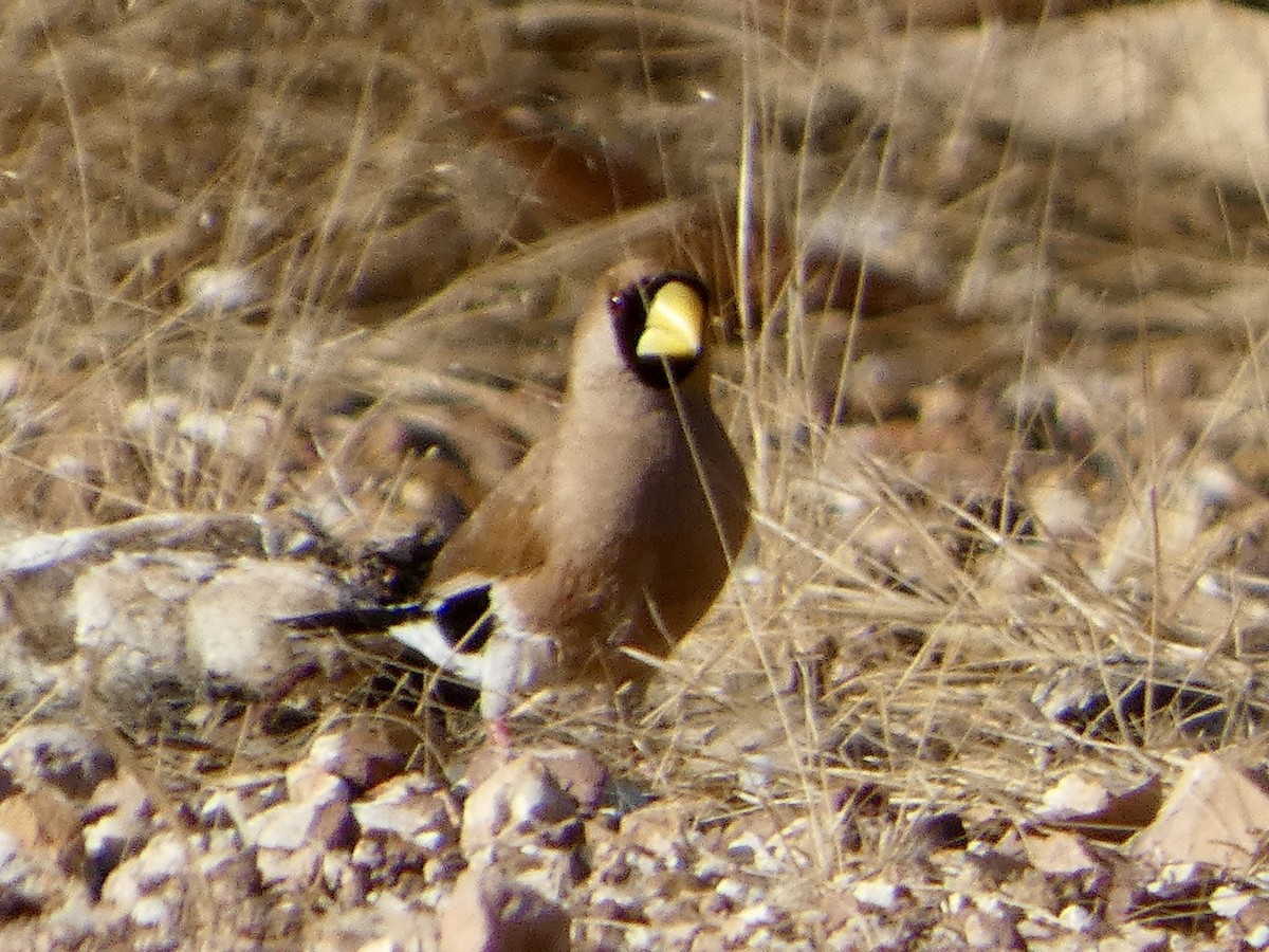 Masked Finch (Masked) - ML642534038