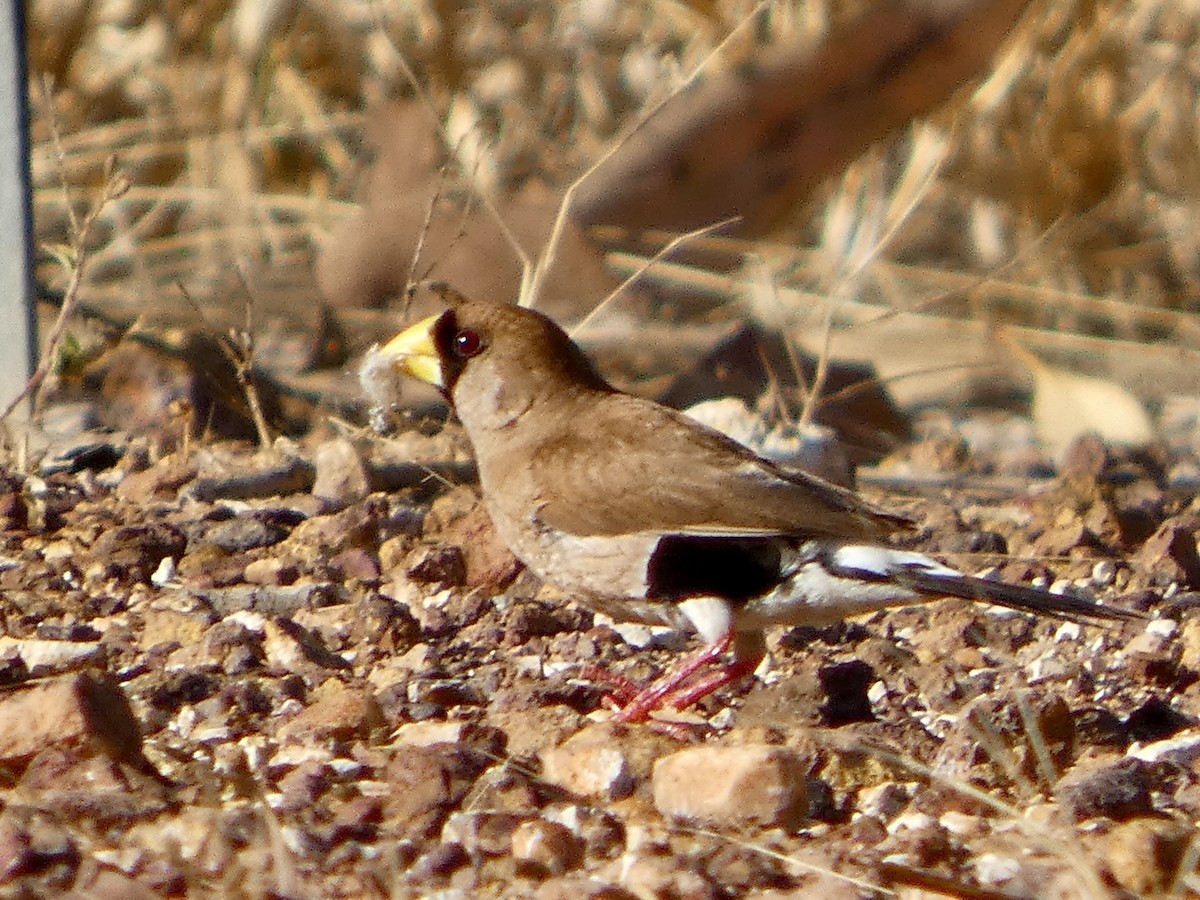 Masked Finch (Masked) - ML642534039