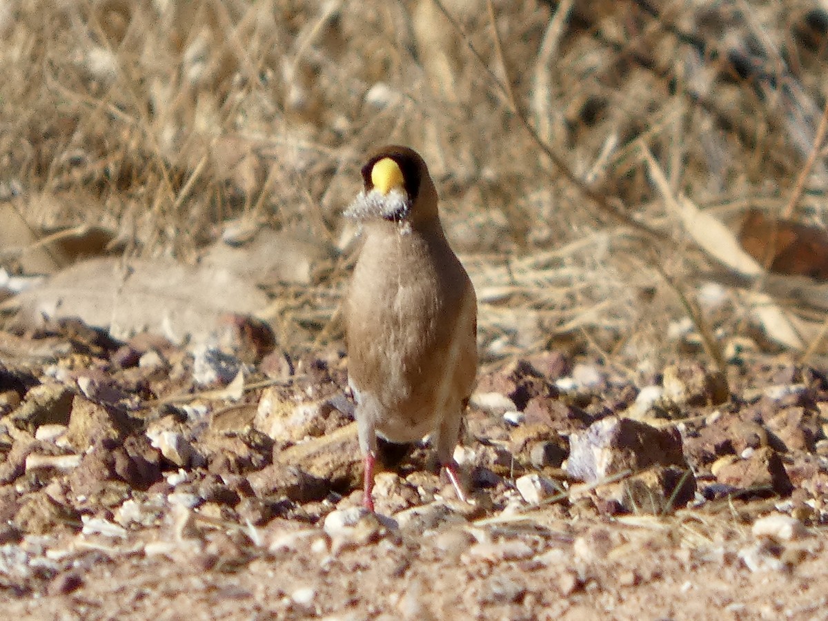 Masked Finch (Masked) - ML642534040