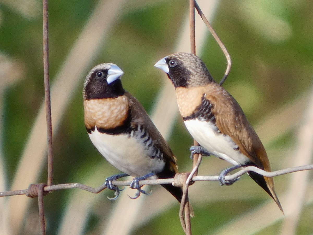Chestnut-breasted Munia - ML642534062