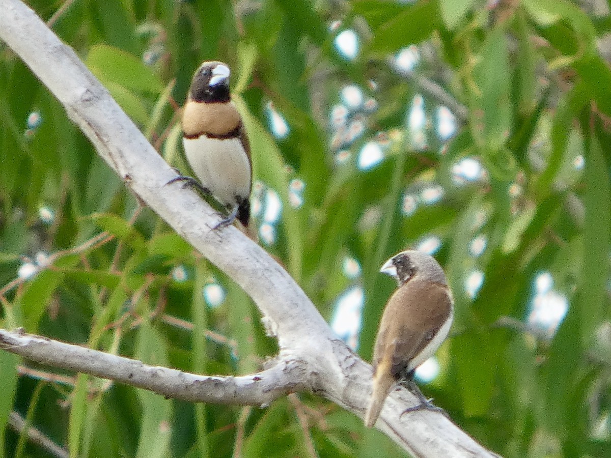 Chestnut-breasted Munia - ML642534063