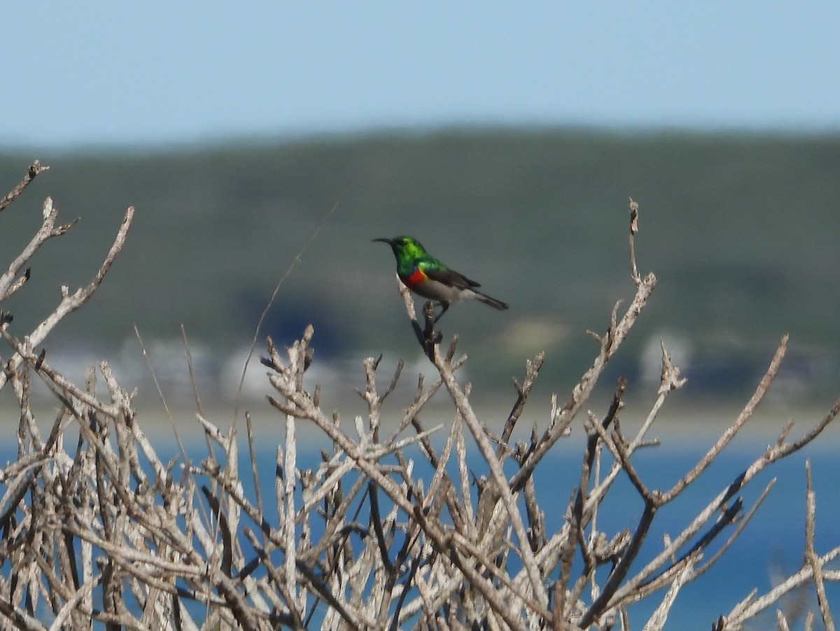 Southern Double-collared Sunbird - ML642534083