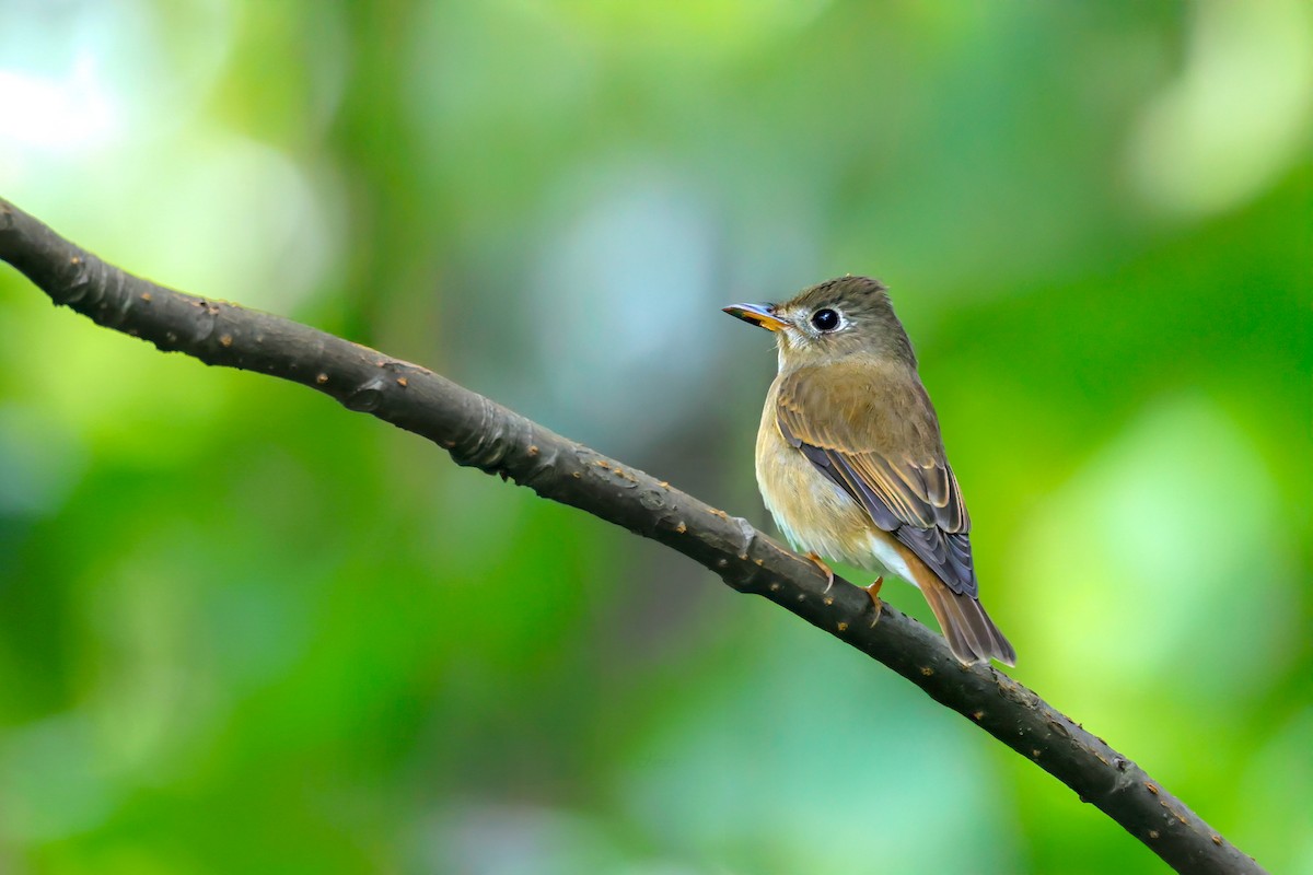 Мухоловка бамбукова - ML642534113