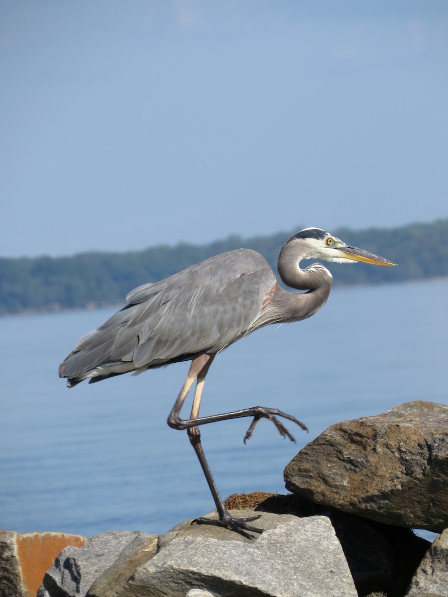 Great Blue Heron (Great Blue) - ML642534116