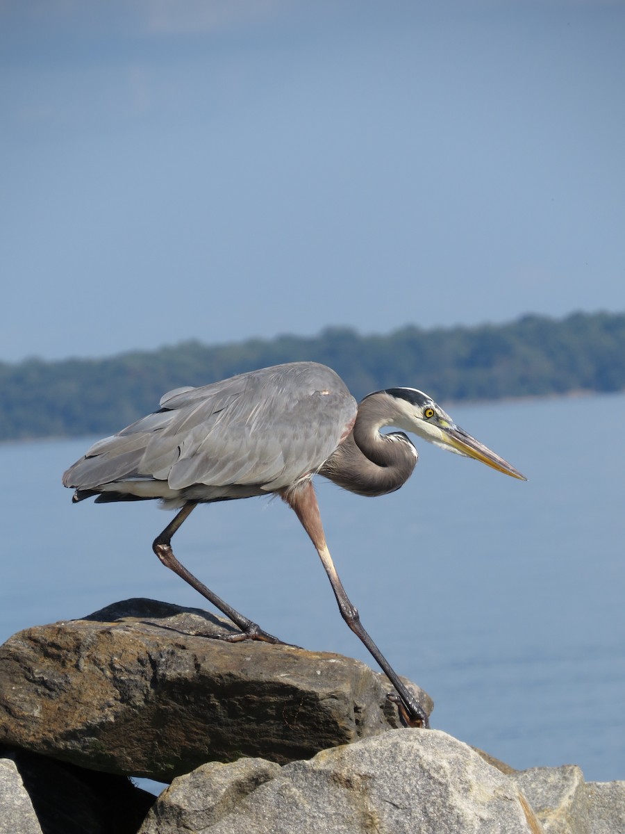 Great Blue Heron (Great Blue) - ML642534117