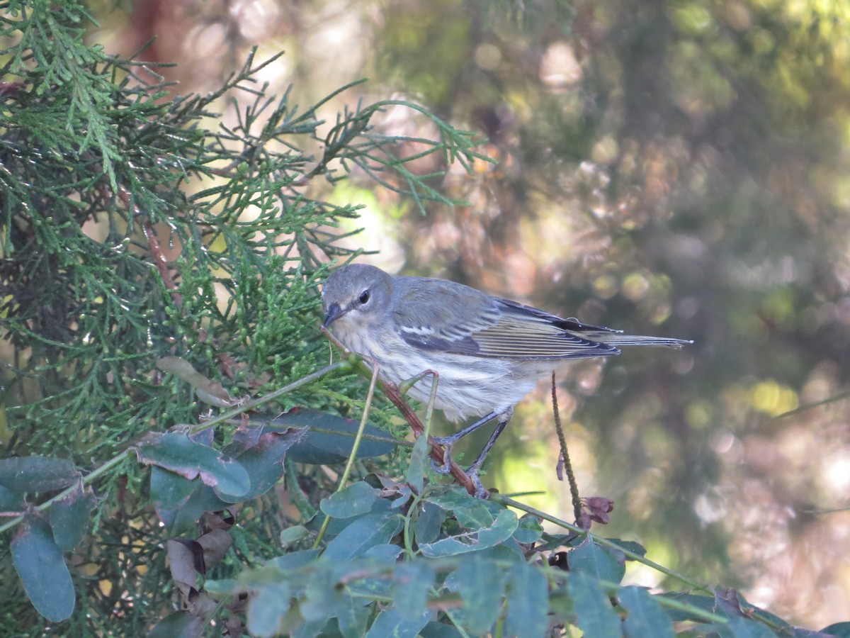 Cape May Warbler - ML642534122