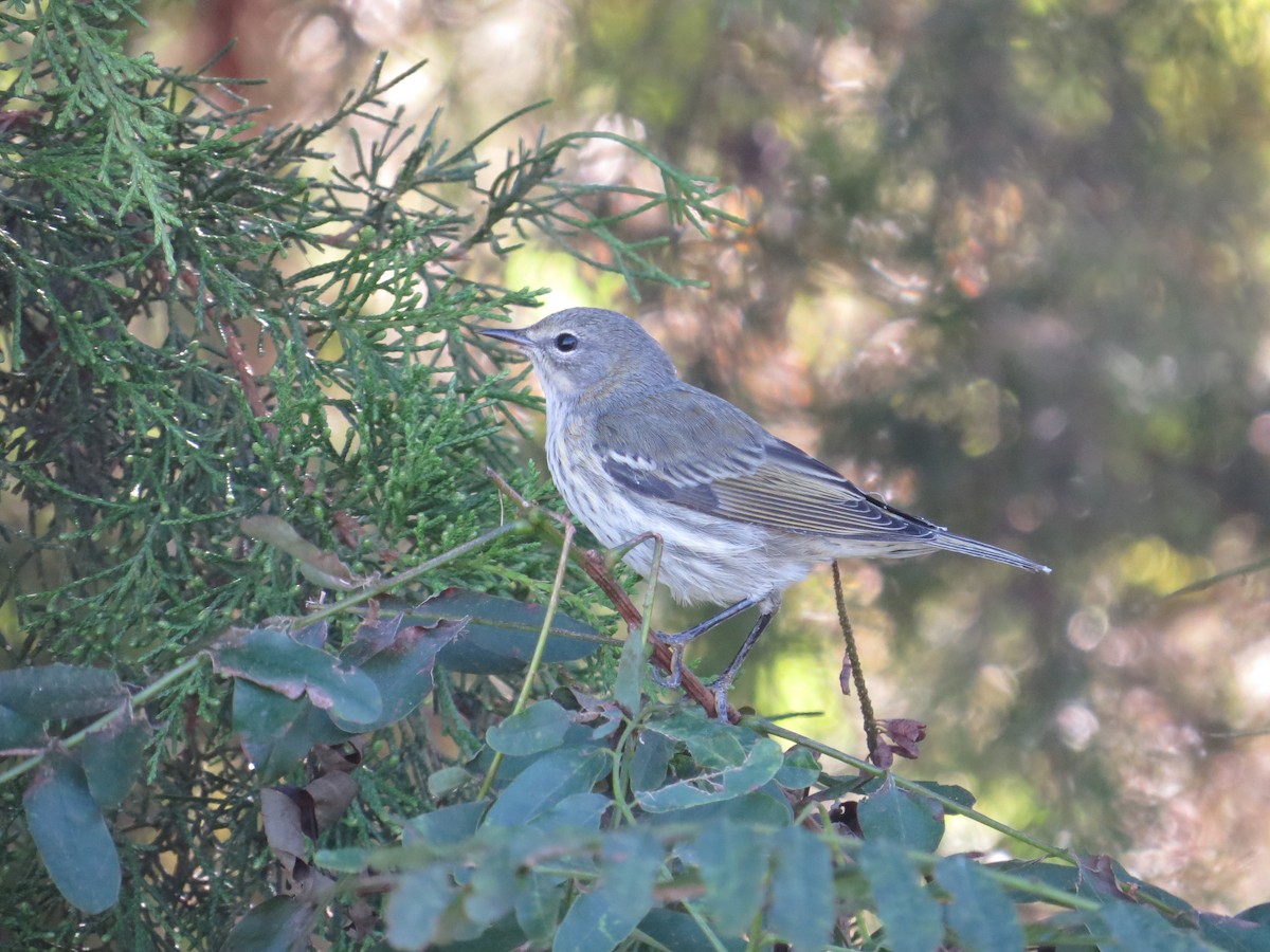 Cape May Warbler - ML642534123