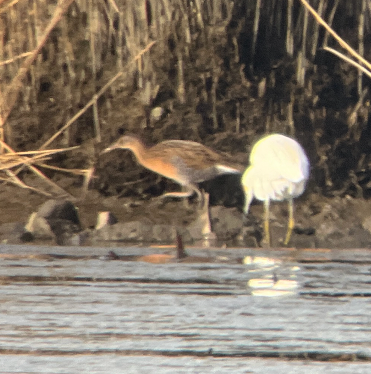 King Rail - ML642534146