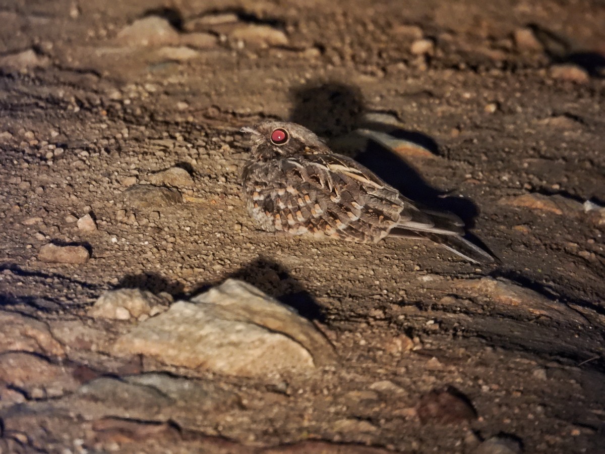Indian Nightjar - ML642534153