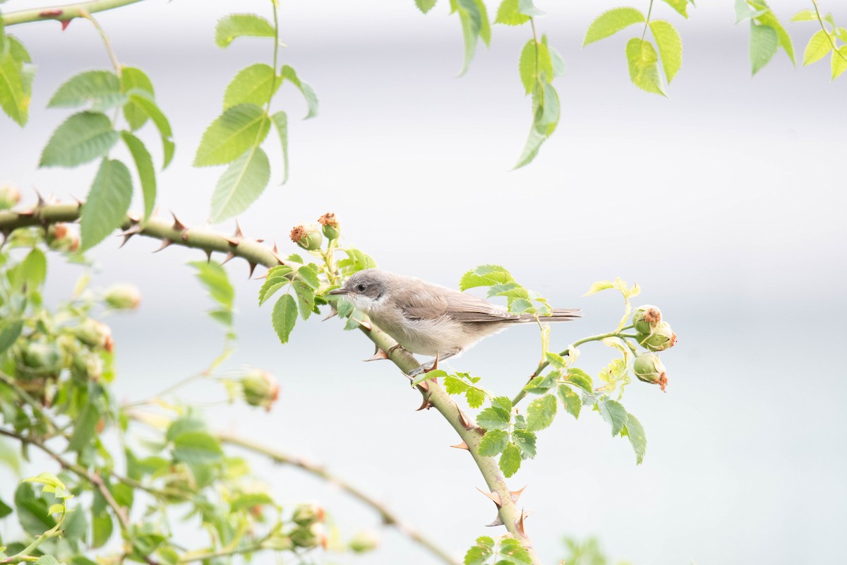 Lesser Whitethroat - ML642534161