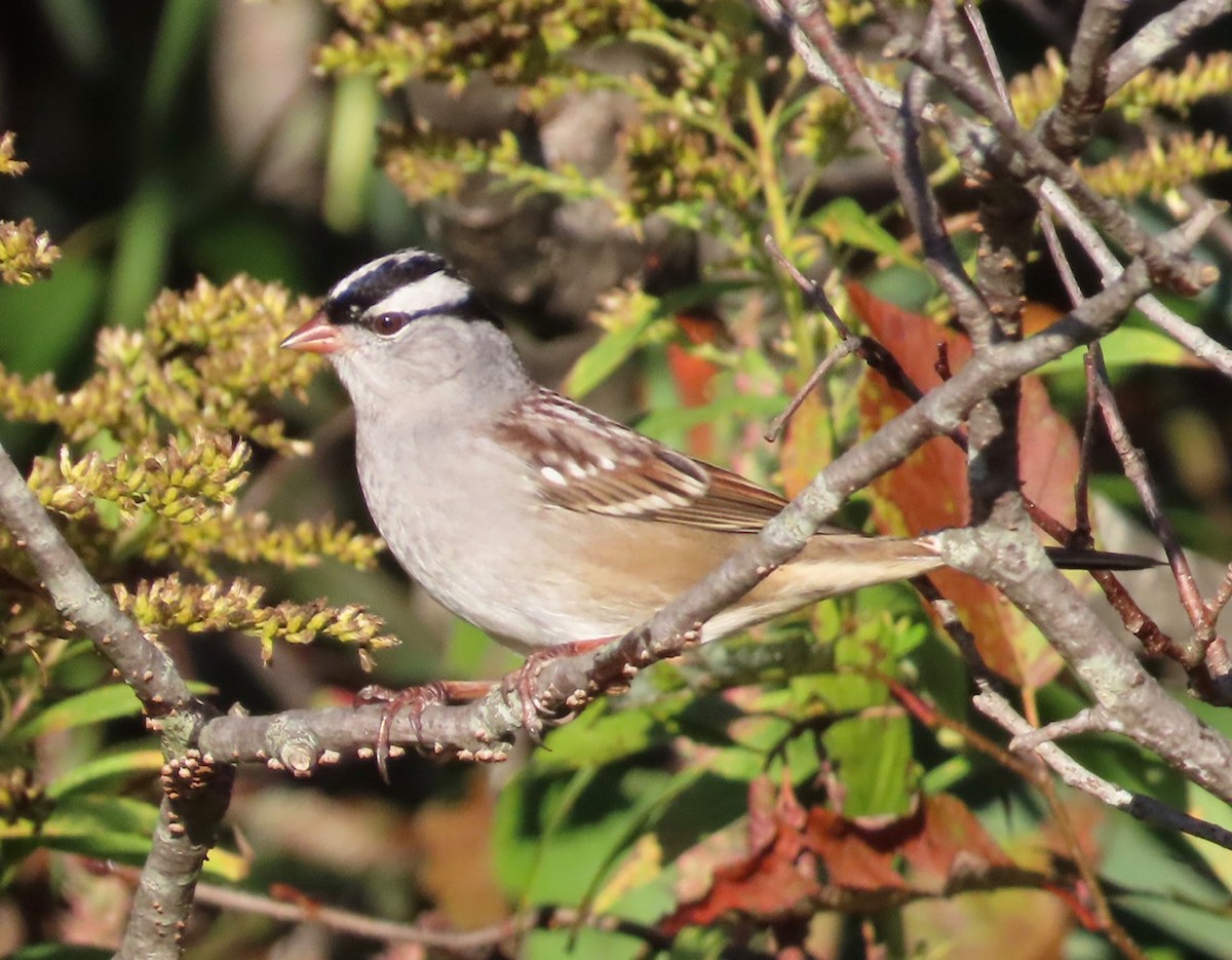 White-crowned Sparrow - ML642534193