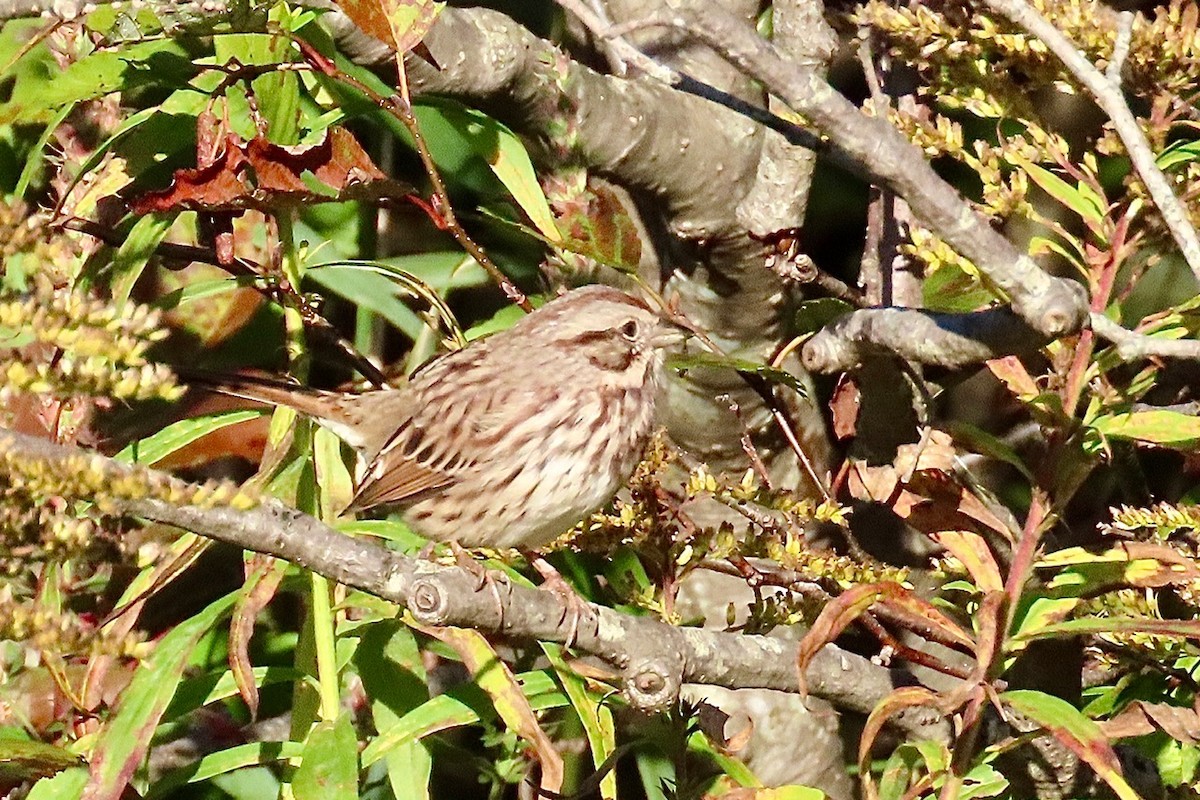 Song Sparrow - ML642534205