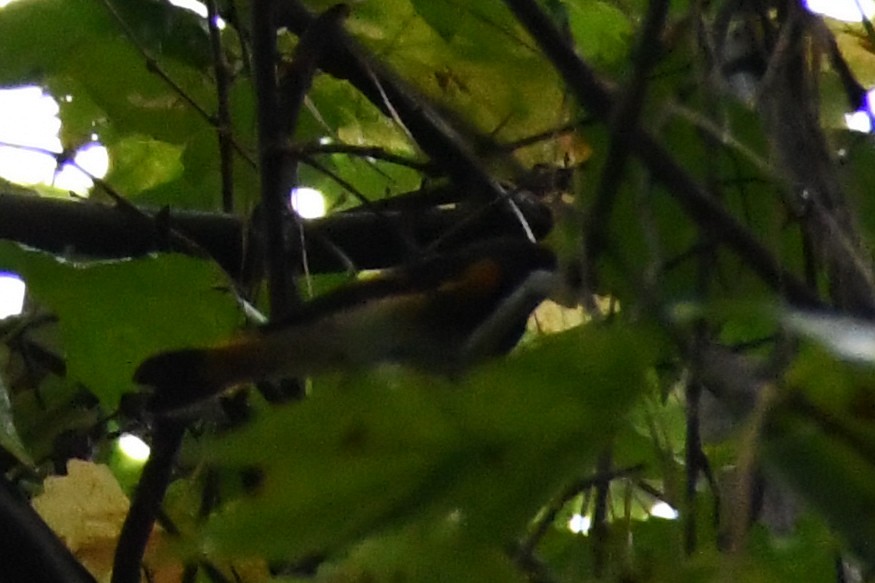 American Redstart - ML642534207