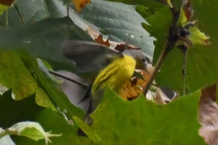 Magnolia Warbler - ML642534210