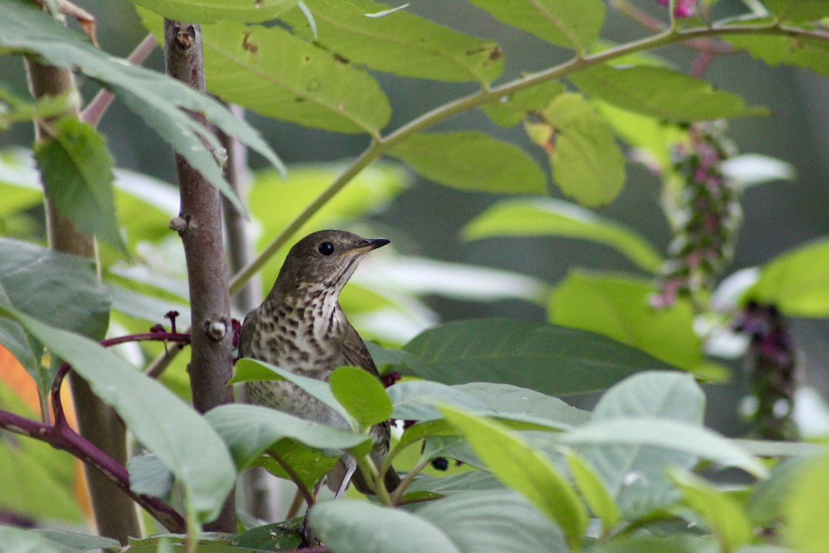 Gray-cheeked Thrush - ML642534226