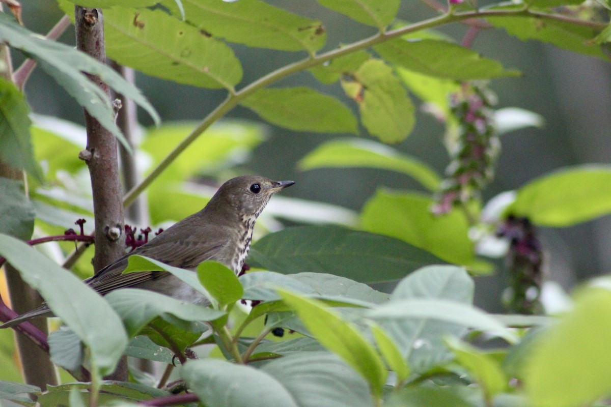 Gray-cheeked Thrush - ML642534227