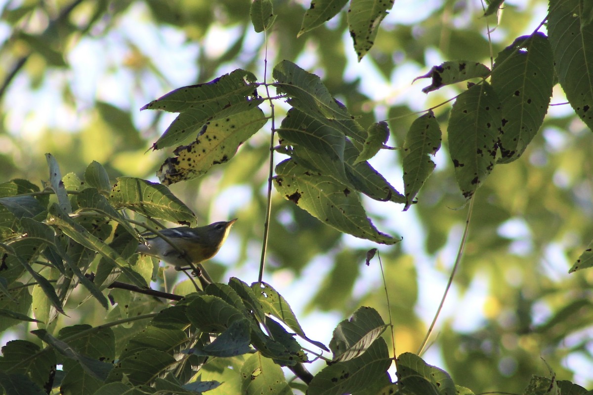 Northern Parula - ML642534287