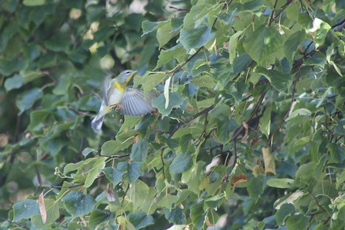 Northern Parula - ML642534288