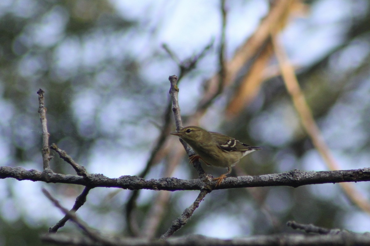 Blackpoll Warbler - ML642534299