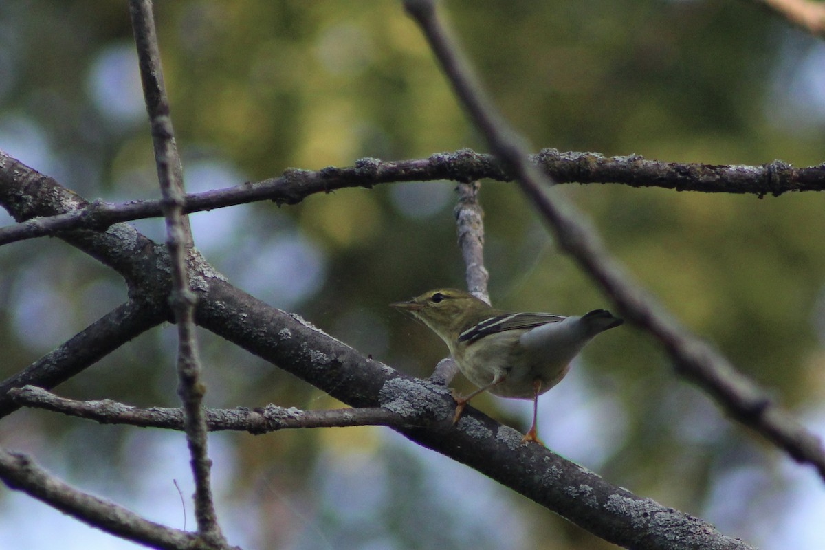 Blackpoll Warbler - ML642534300