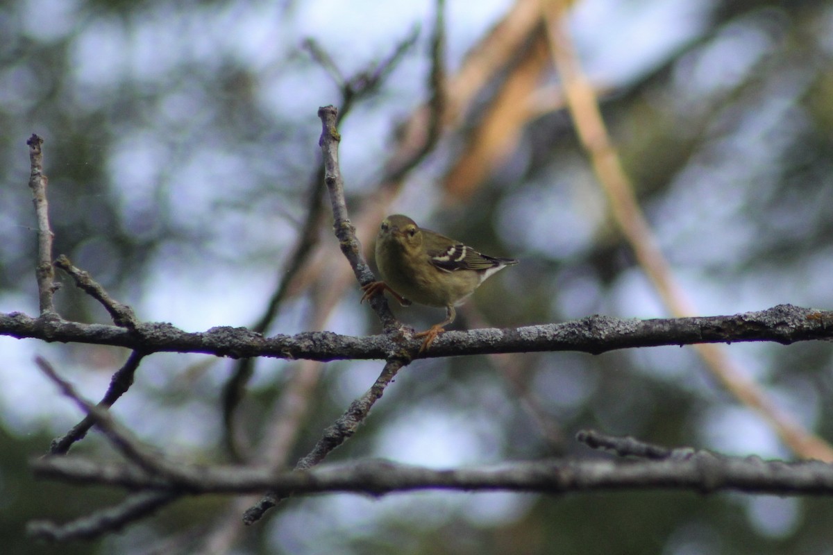 Blackpoll Warbler - ML642534301