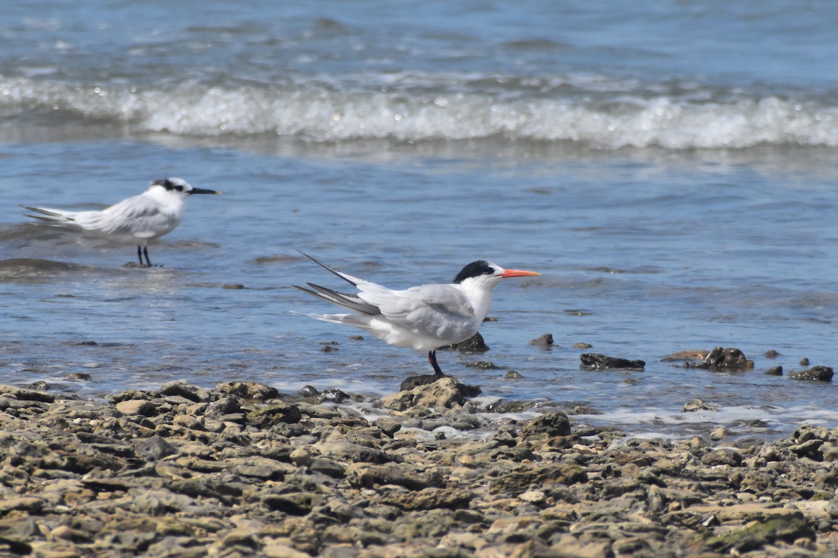 Elegant Tern - ML642534355