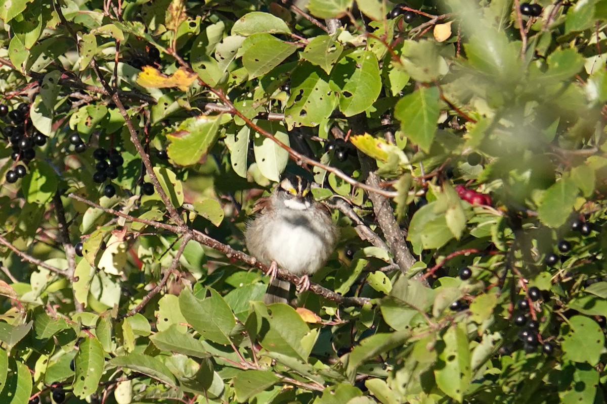 White-throated Sparrow - Robert Holtkamp