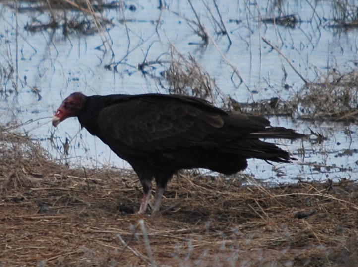 Turkey Vulture - Krista Rudd