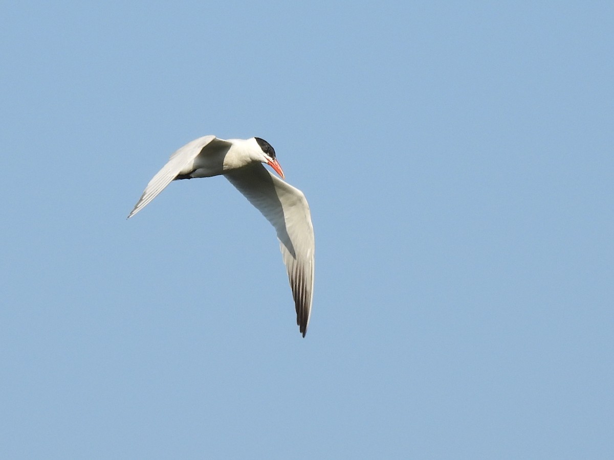 Caspian Tern - Mary WS