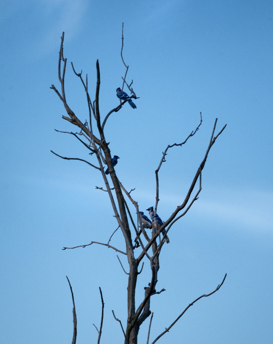 Blue Jay - ML642534453