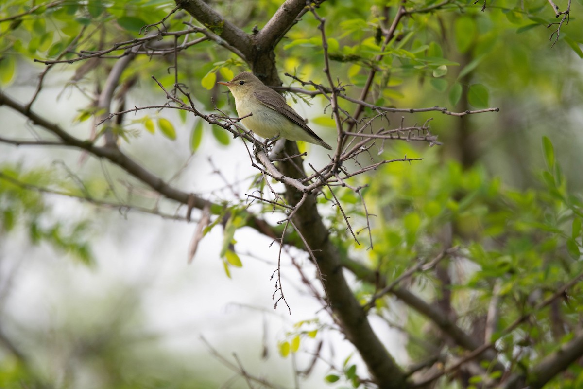 Icterine Warbler - ML642534469
