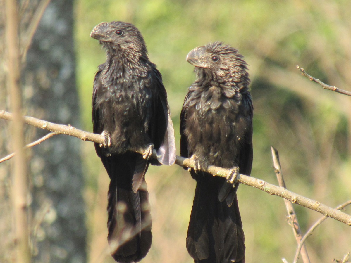 Smooth-billed Ani - ML642534473