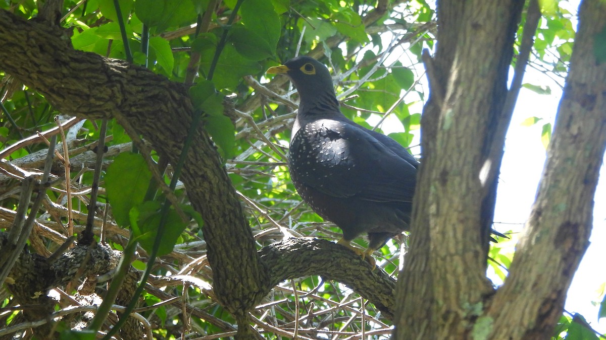 Rameron Pigeon - ML642534482