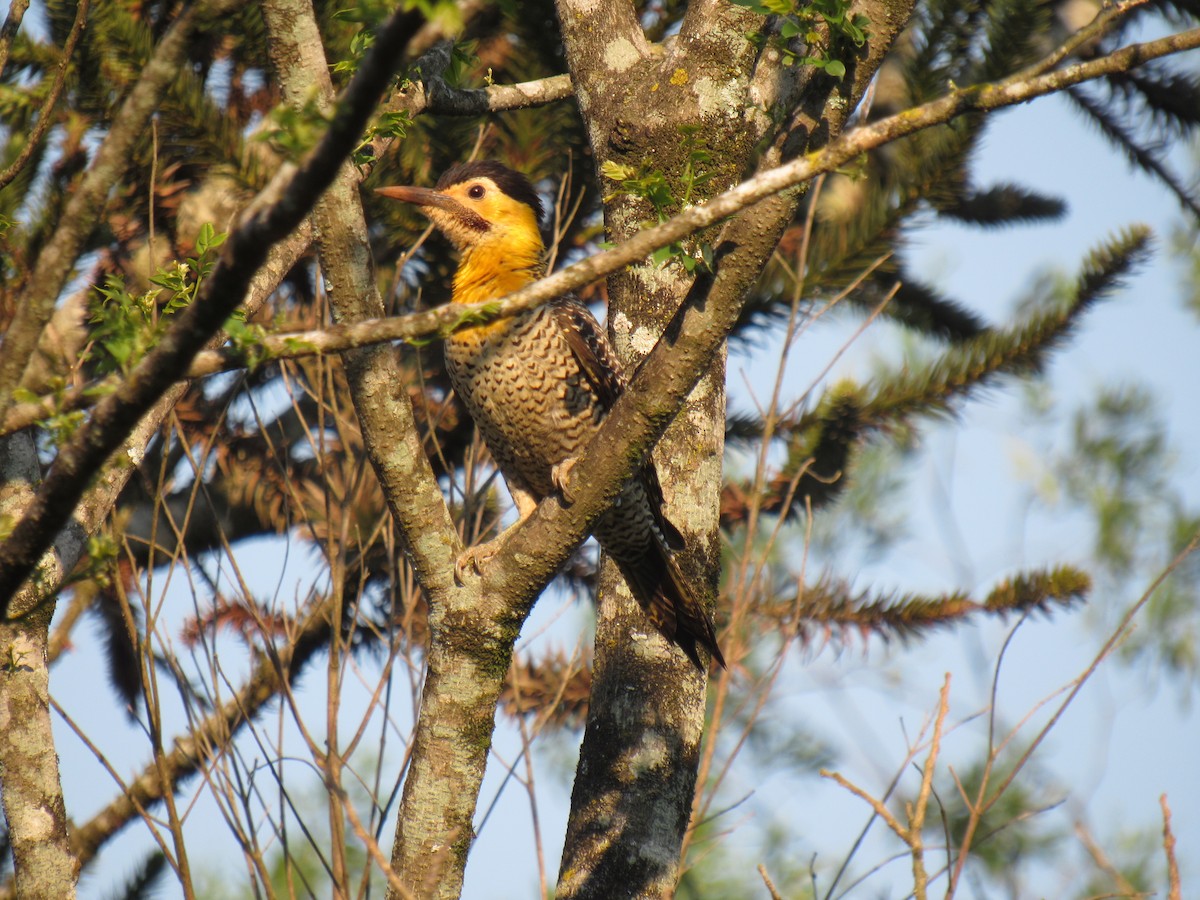 Campo Flicker - ML642534485