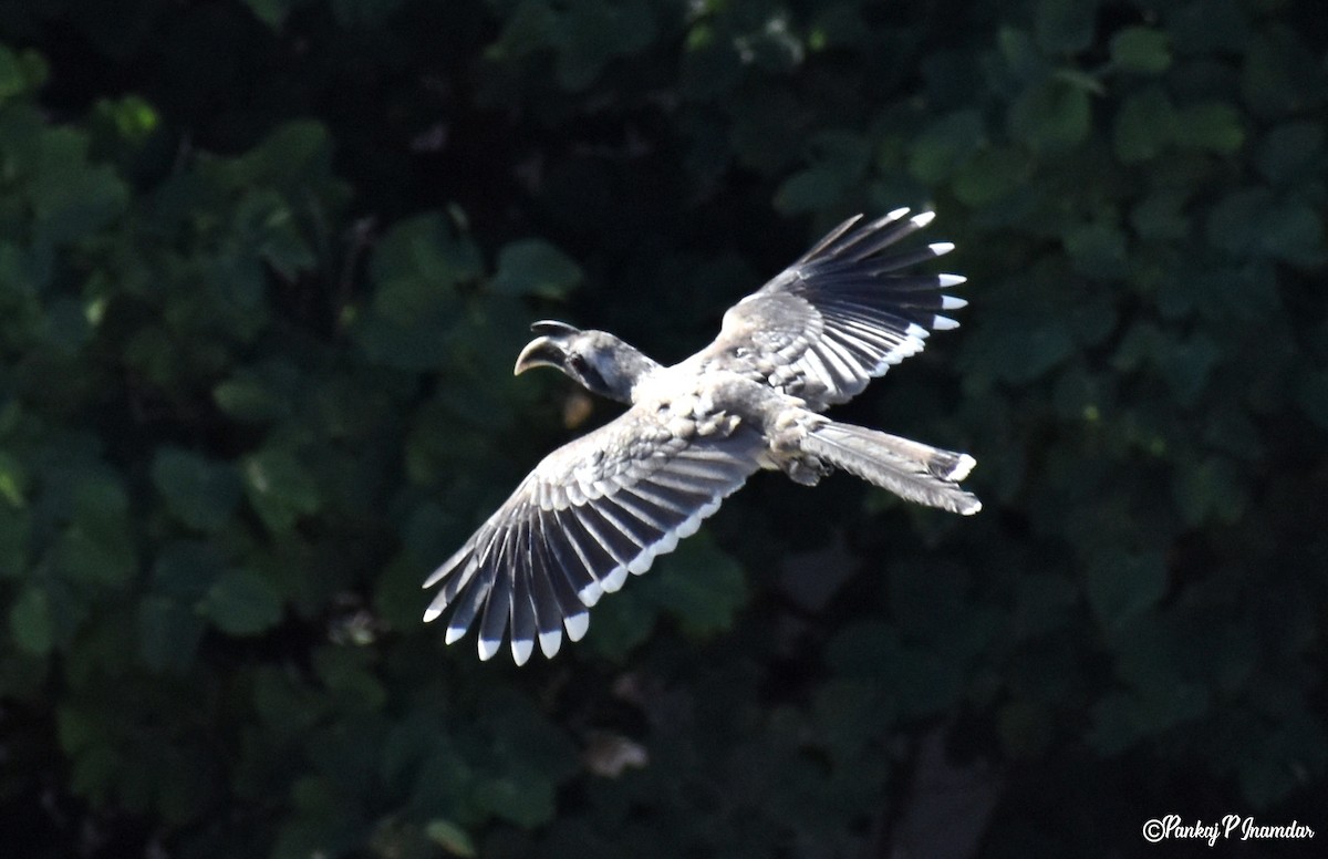 Indian Gray Hornbill - ML642534487