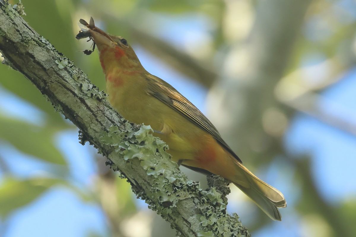 Scarlet Tanager - ML642534529
