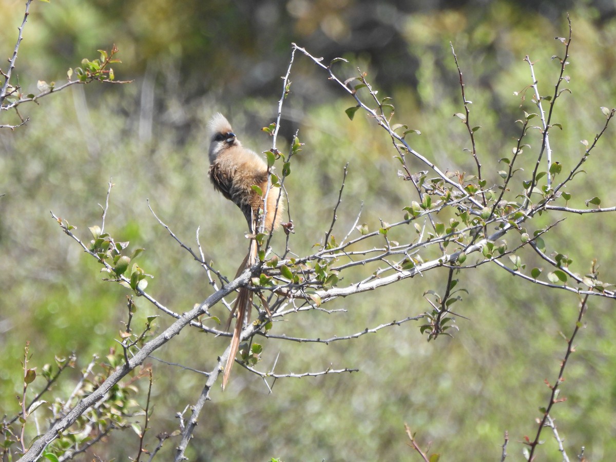 Speckled Mousebird - ML642534530