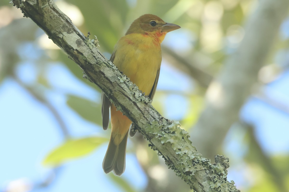 Scarlet Tanager - ML642534531