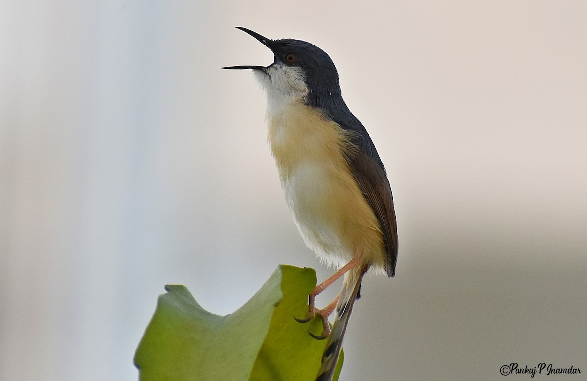 Ashy Prinia - ML642534592