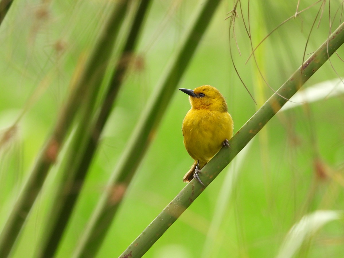 Slender-billed Weaver - ML642534596